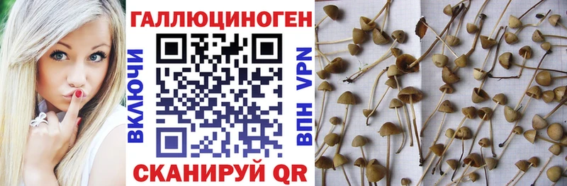 Купить  Назрань  Галлюциногенные грибы ЛСД 